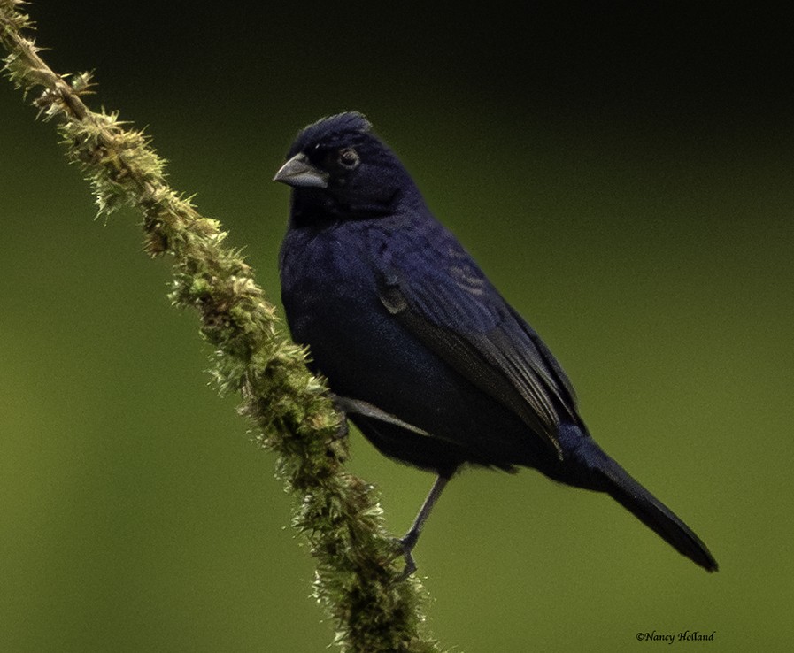 Blue-black Grassquit - ML622221827