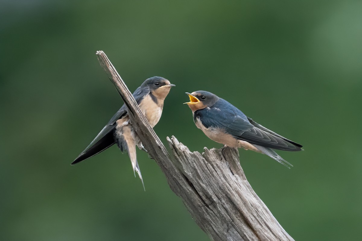 Barn Swallow - ML622221832