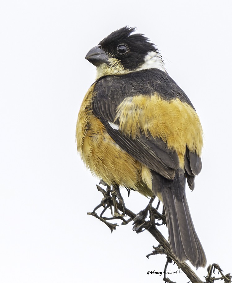 Cinnamon-rumped Seedeater - ML622221837