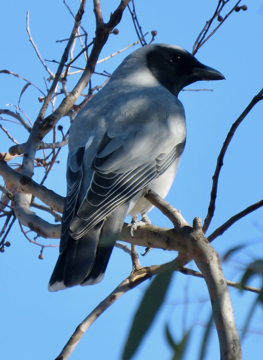 Black-faced Cuckooshrike - ML622221854