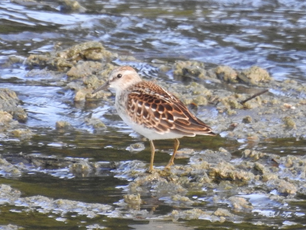 Least Sandpiper - ML622221977