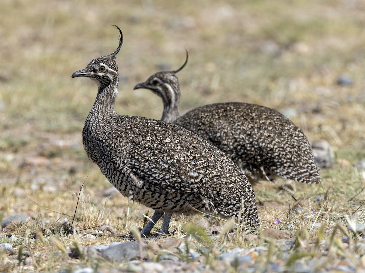 Elegant Crested-Tinamou - ML622221983