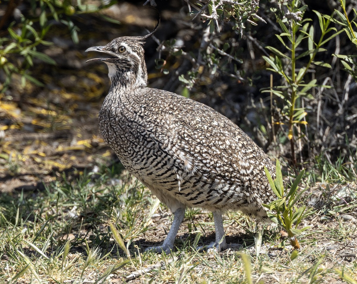 Elegant Crested-Tinamou - ML622221984