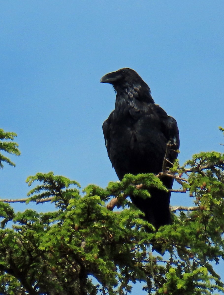 Common Raven - ML622221985