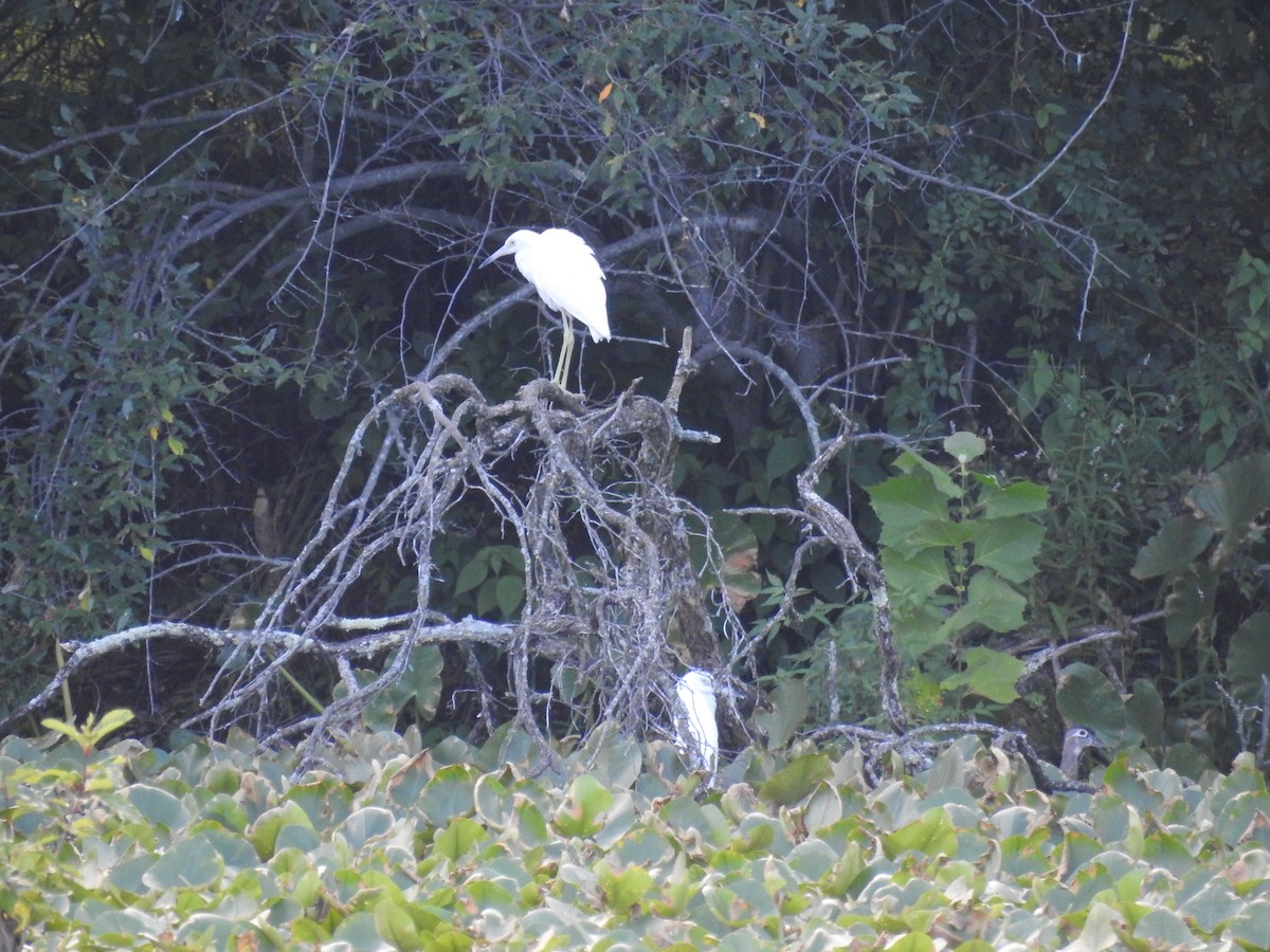 Little Blue Heron - ML622222007