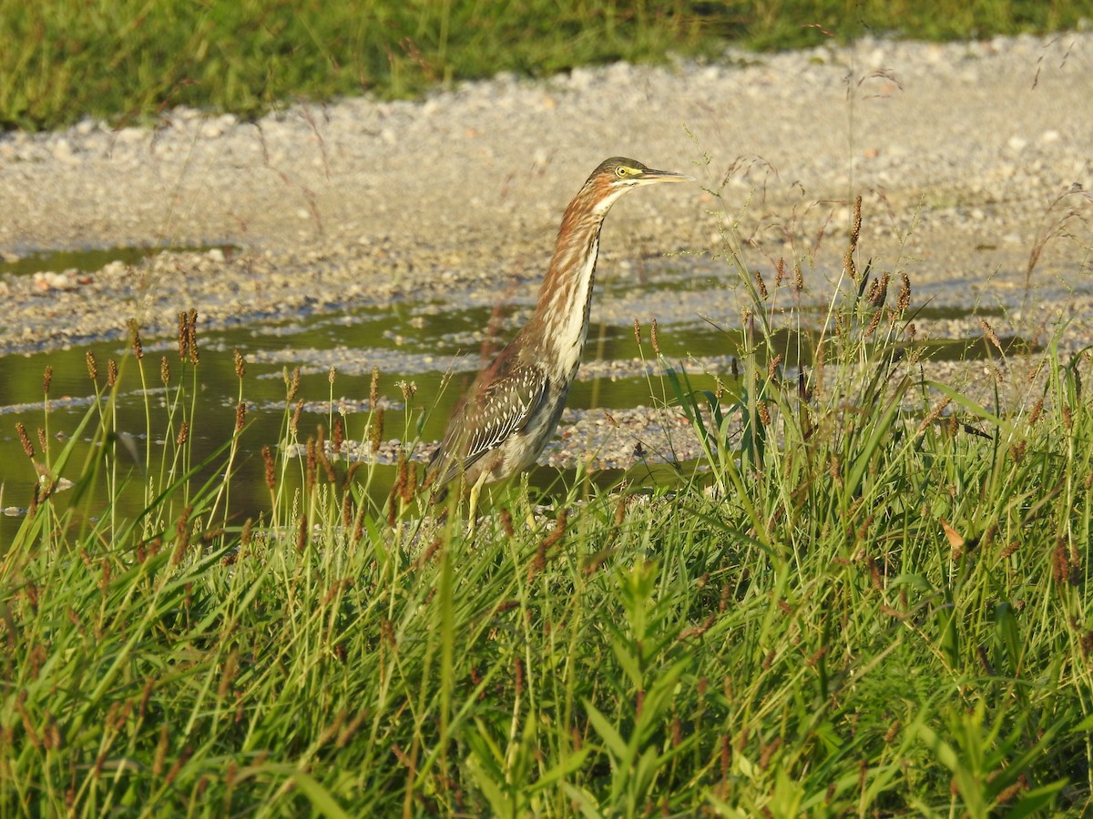 Green Heron - ML622222026