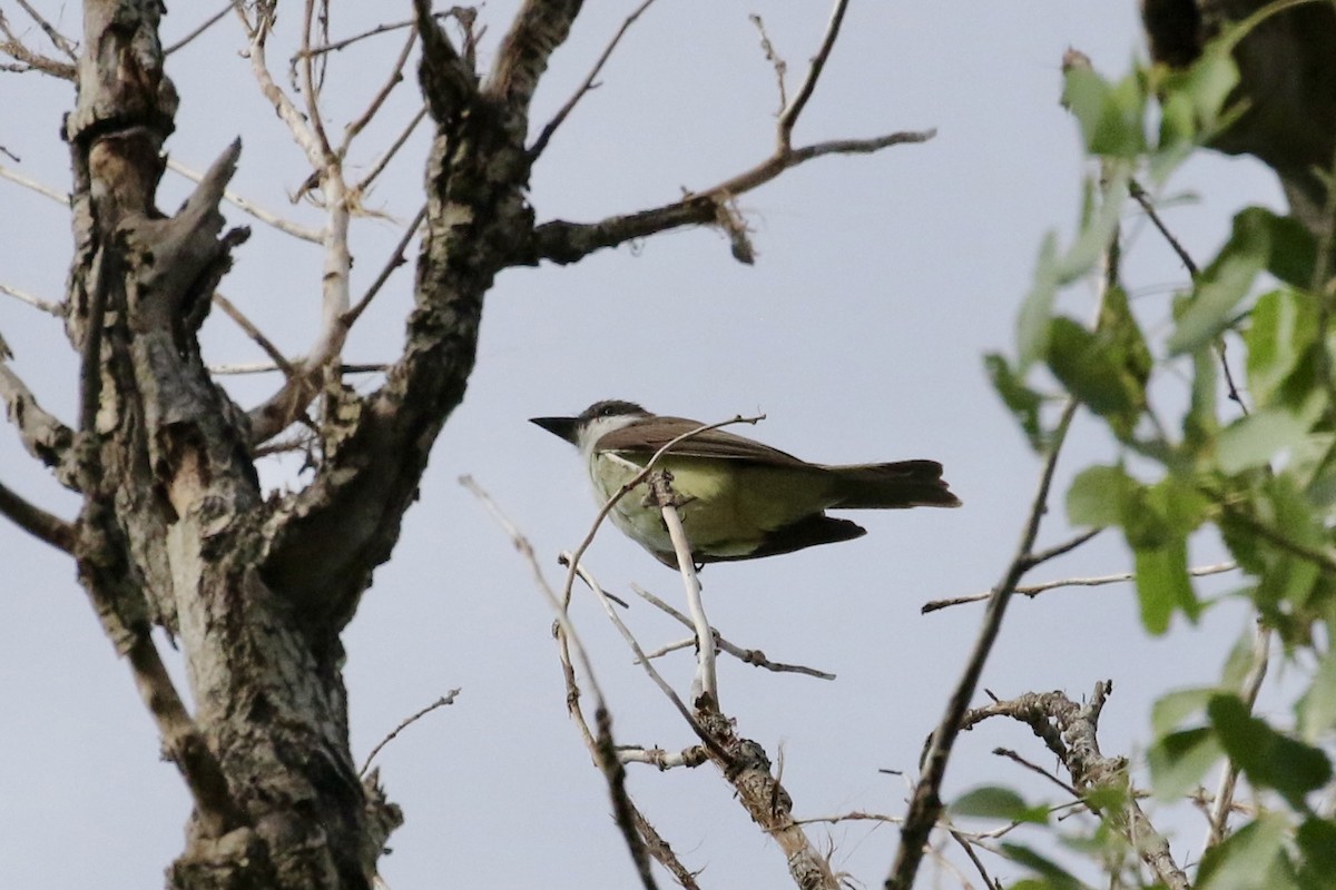 Thick-billed Kingbird - ML622222063