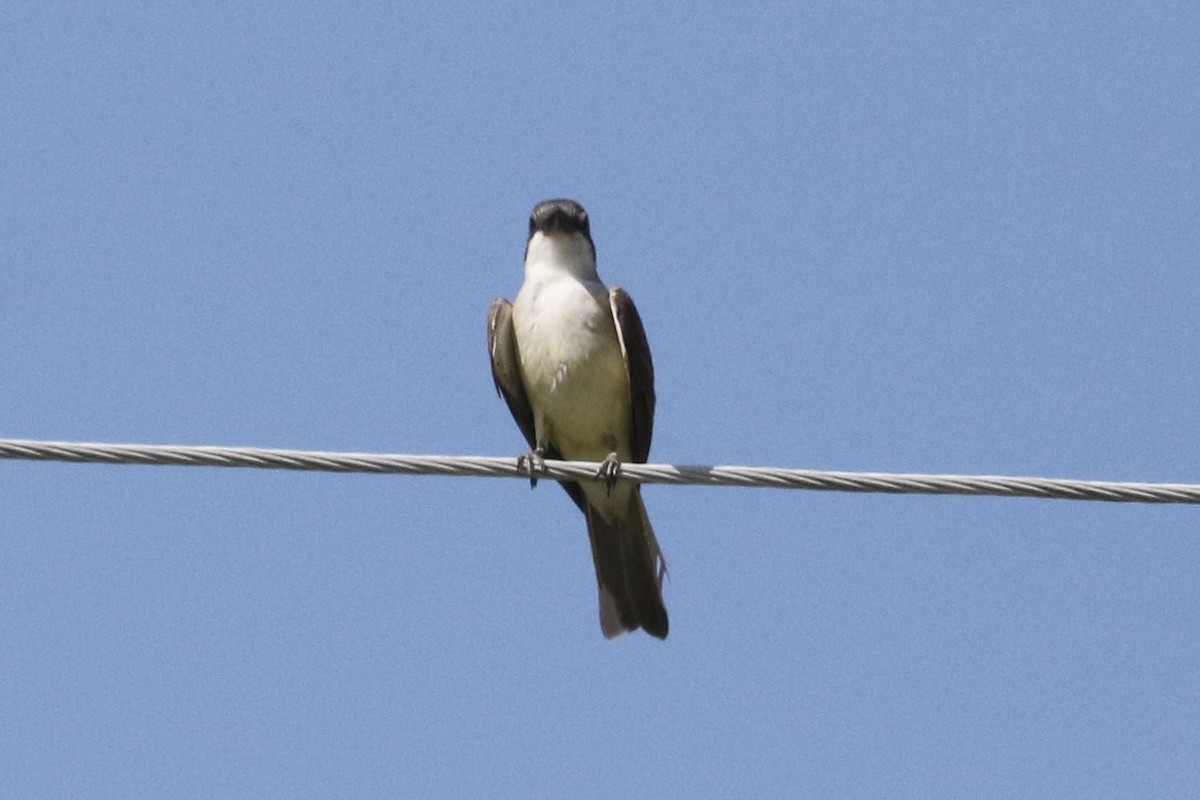 Thick-billed Kingbird - ML622222064