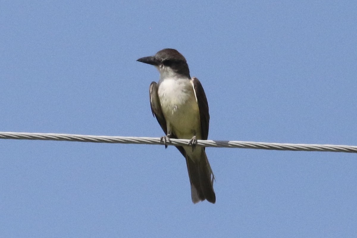 Thick-billed Kingbird - ML622222065