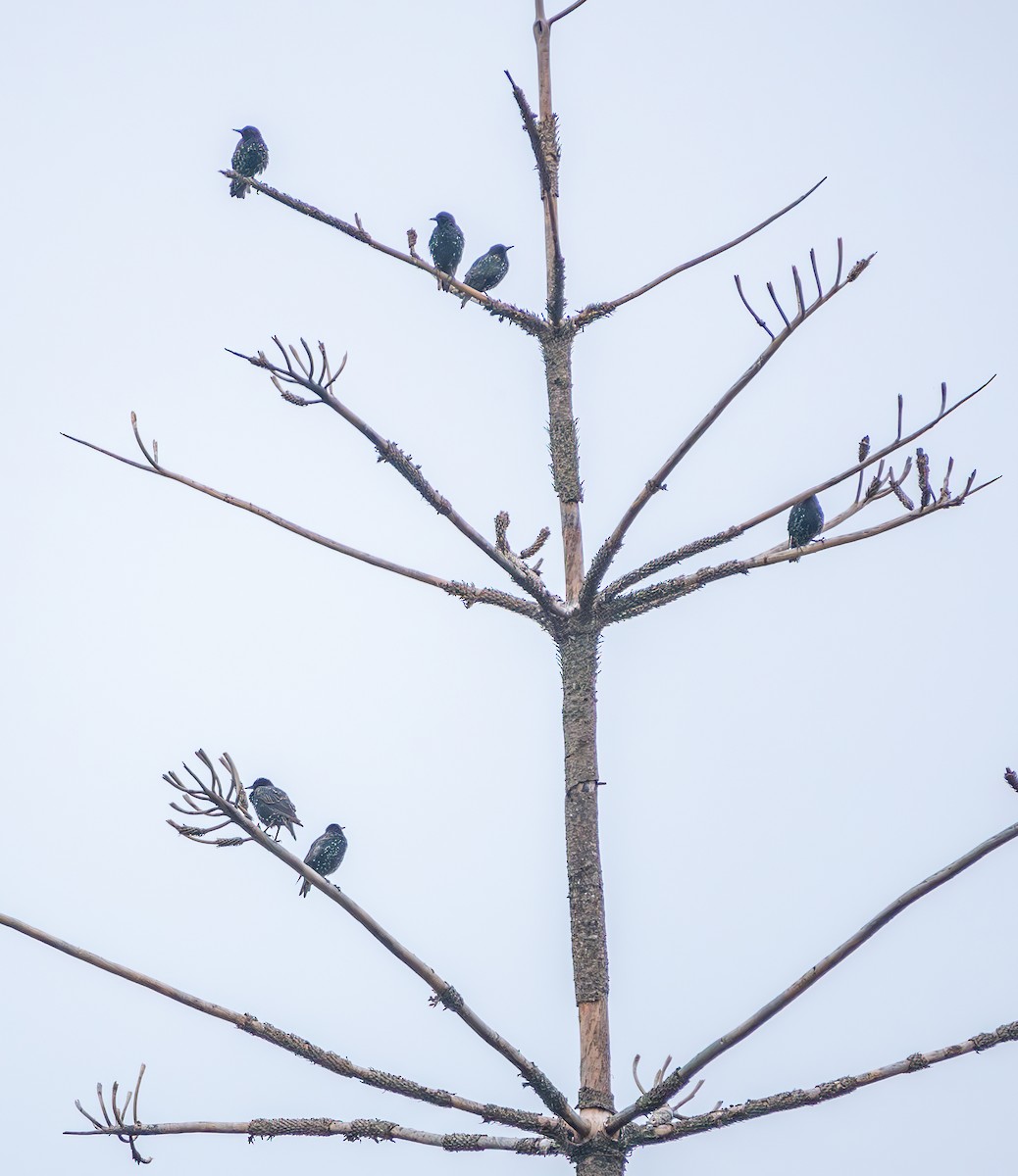 European Starling - ML622222067