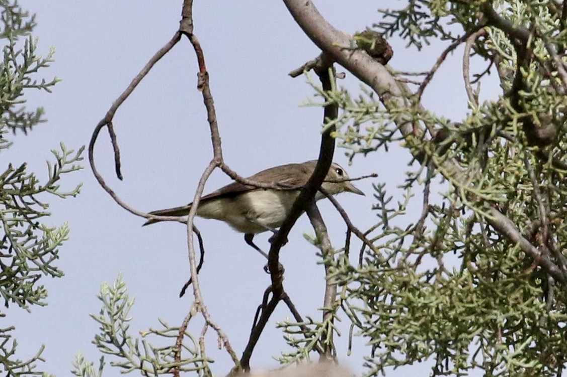 Warbling Vireo (Western) - ML622222071