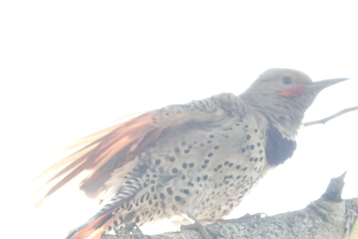 Northern Flicker (Red-shafted) - ML622222132