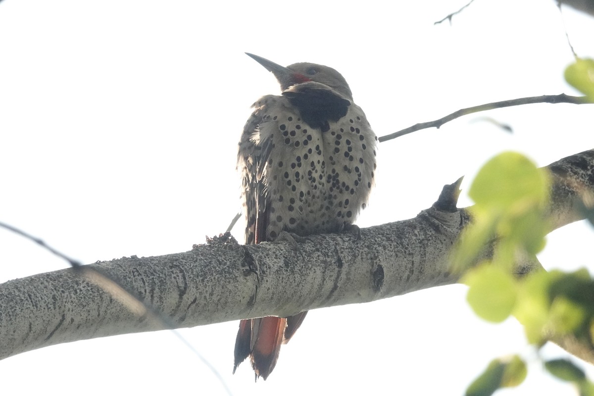 Northern Flicker (Red-shafted) - ML622222133