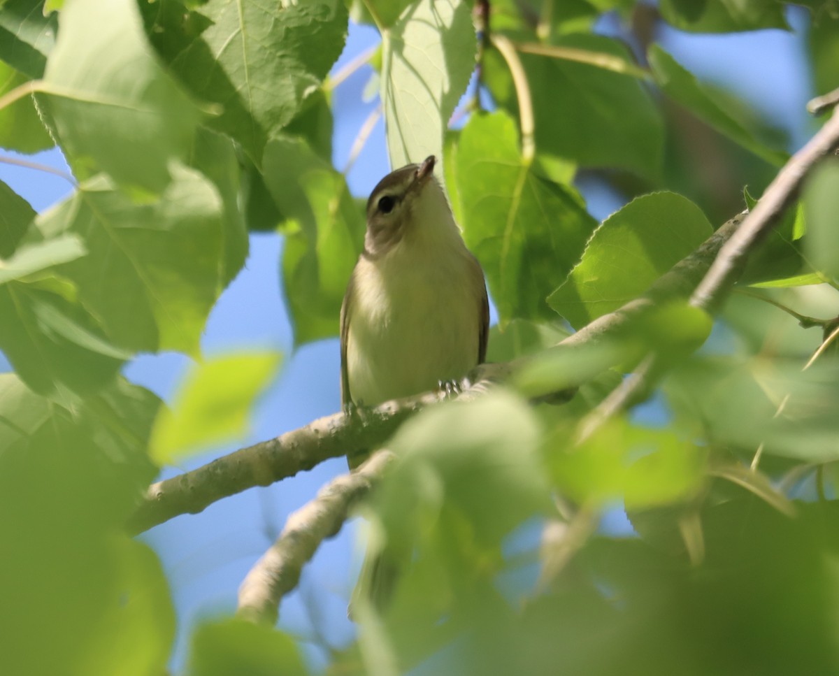 Warbling Vireo - ML622222145