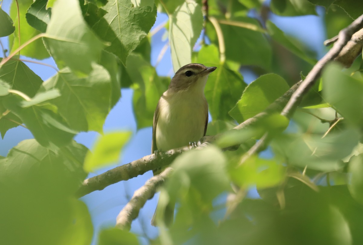 Warbling Vireo - ML622222150