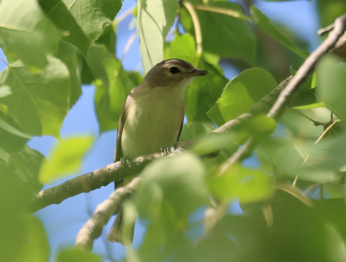 Warbling Vireo - ML622222200