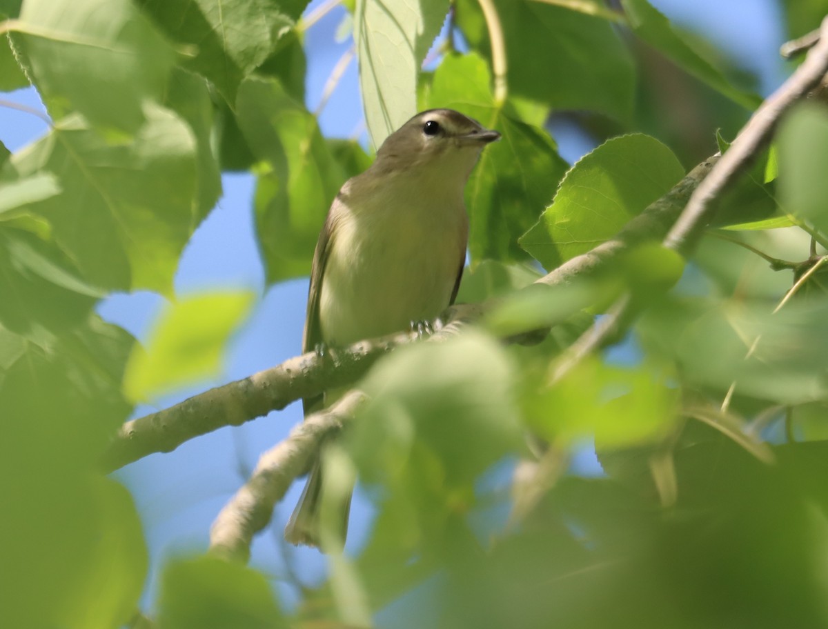 Warbling Vireo - ML622222207