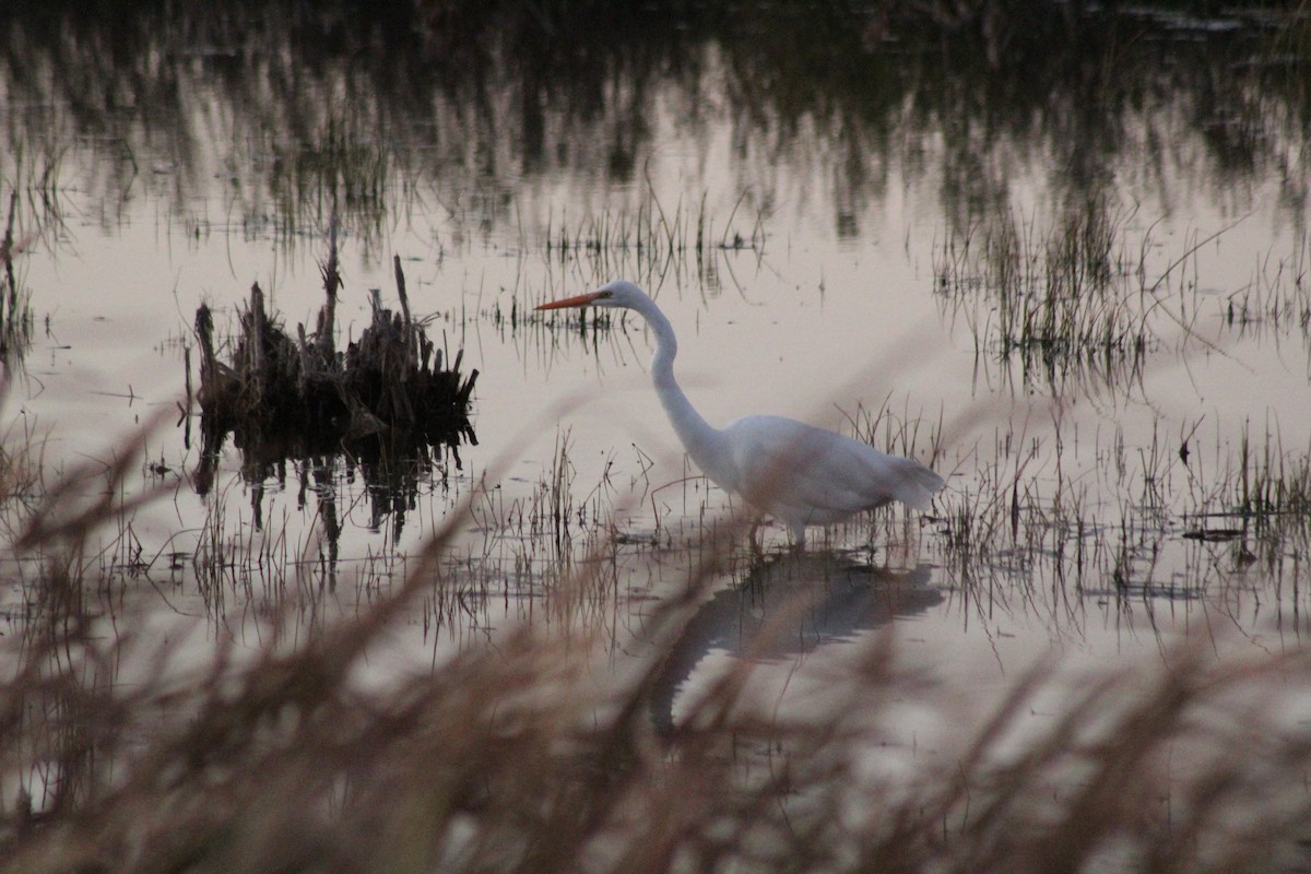 Great Egret - ML622222209