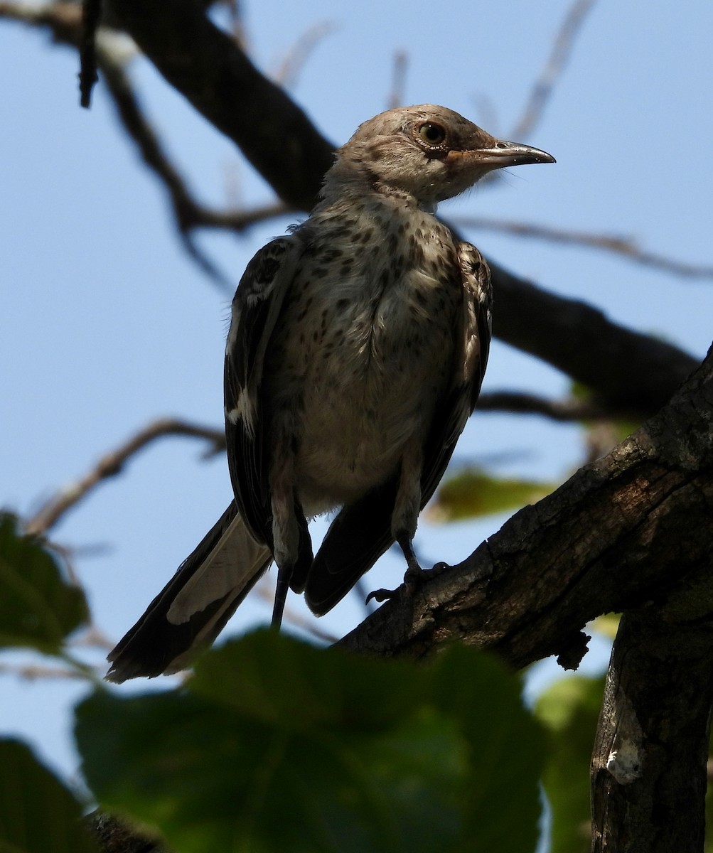 Northern Mockingbird - ML622222266