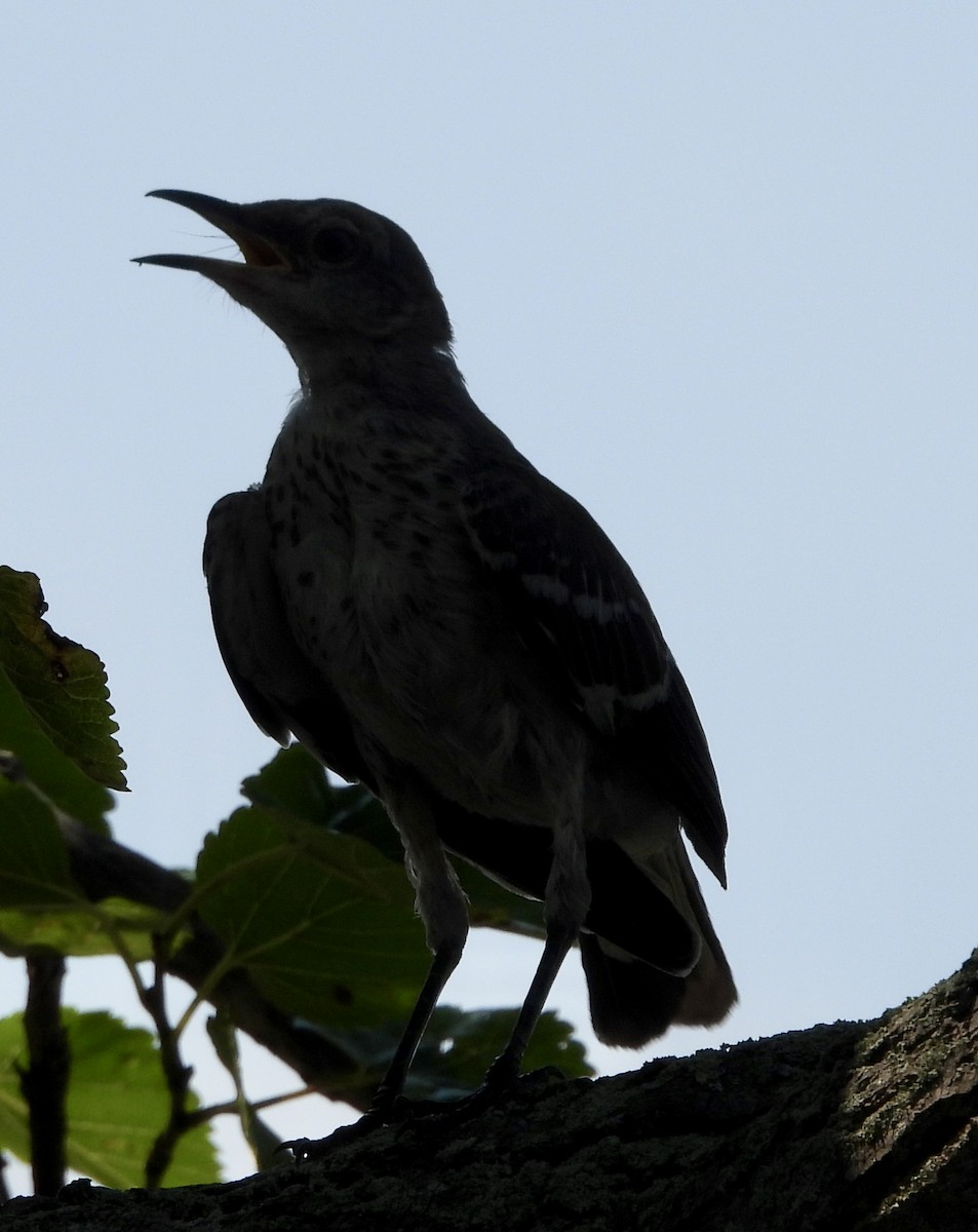 Northern Mockingbird - ML622222267