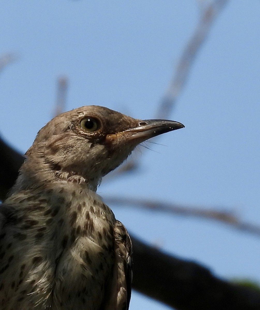 Northern Mockingbird - ML622222268