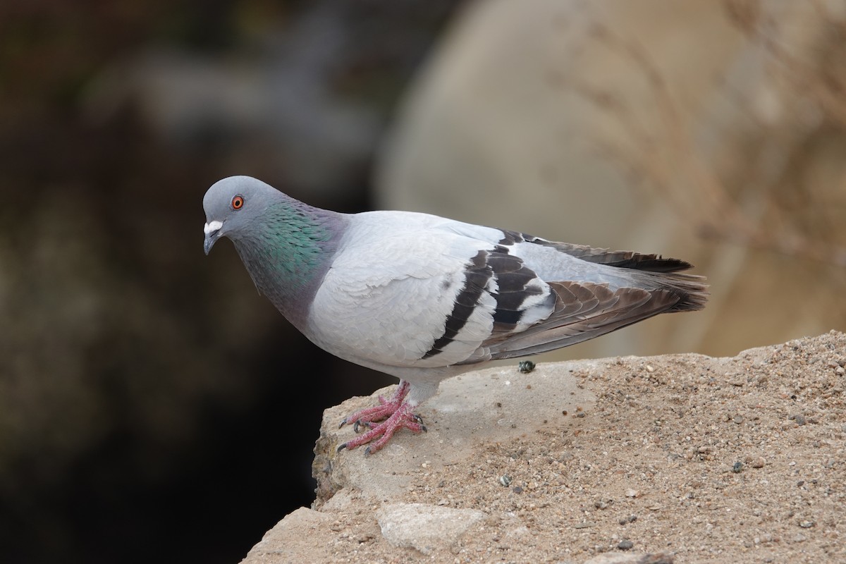Rock Pigeon (Feral Pigeon) - ML622222359