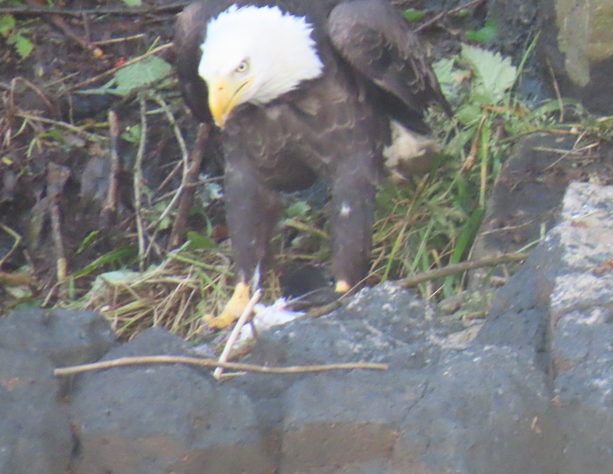 Weißkopf-Seeadler - ML622222385