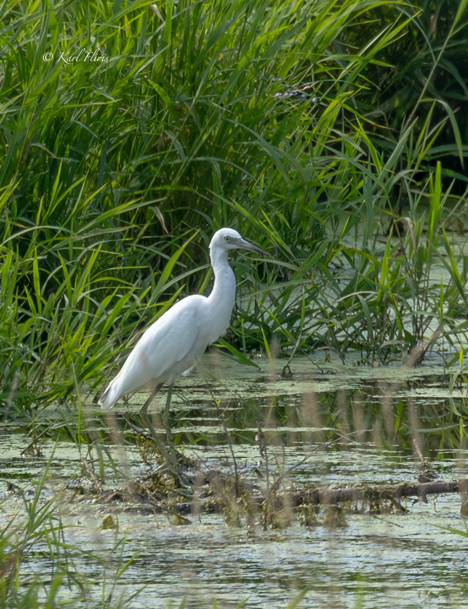 Little Blue Heron - ML622222436