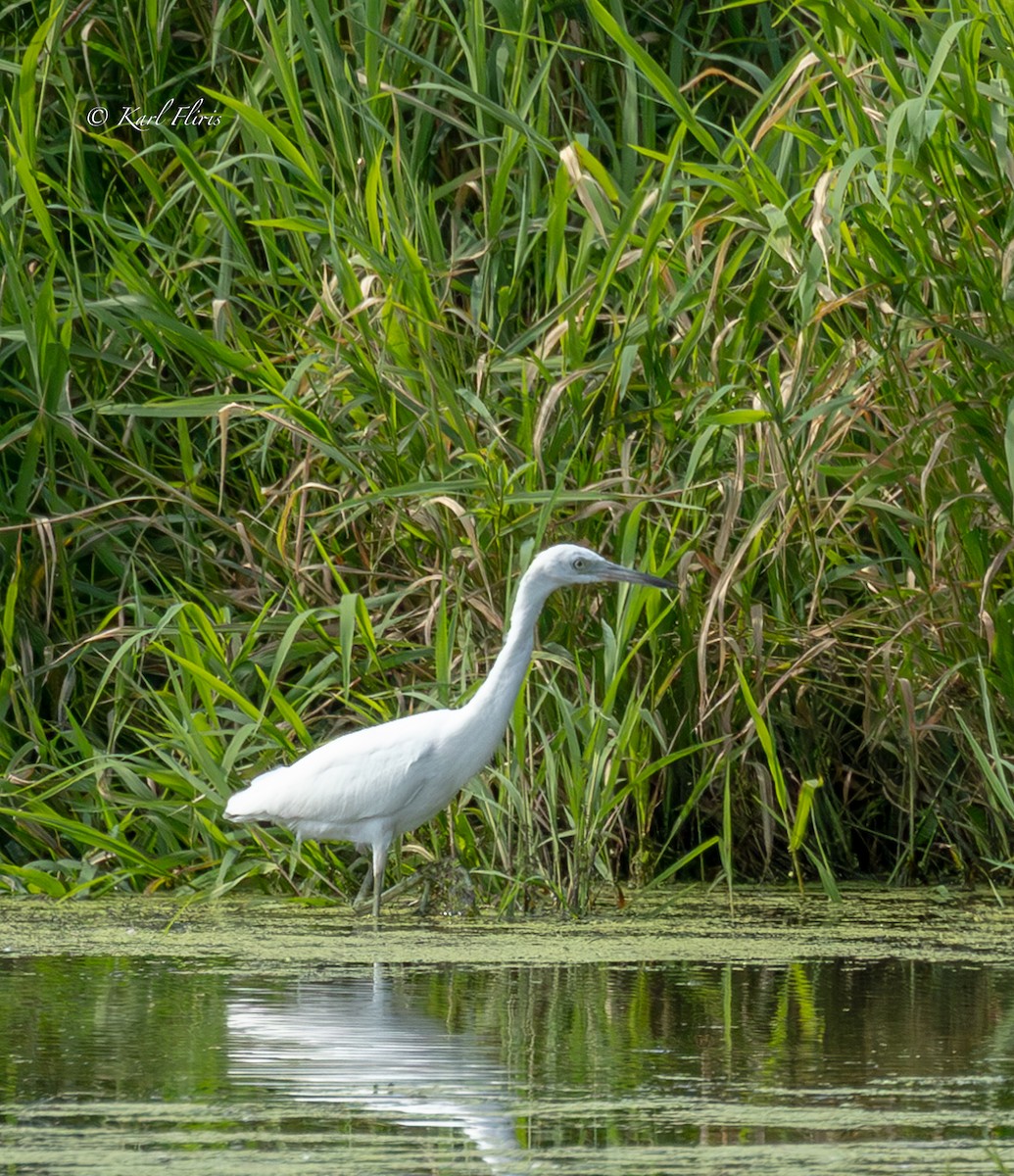 Little Blue Heron - ML622222439