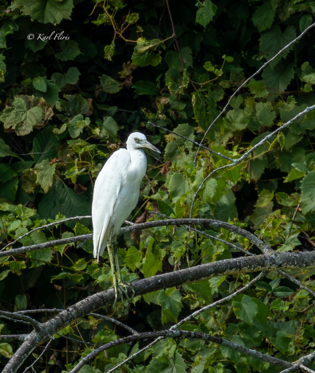 Little Blue Heron - ML622222460