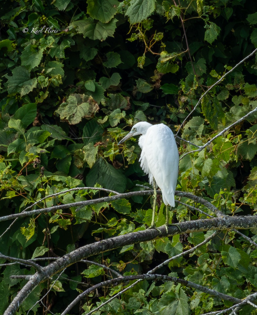 Little Blue Heron - ML622222461