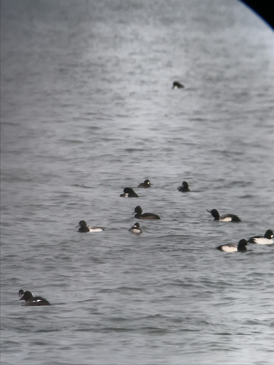 Tufted Duck - ML622222505