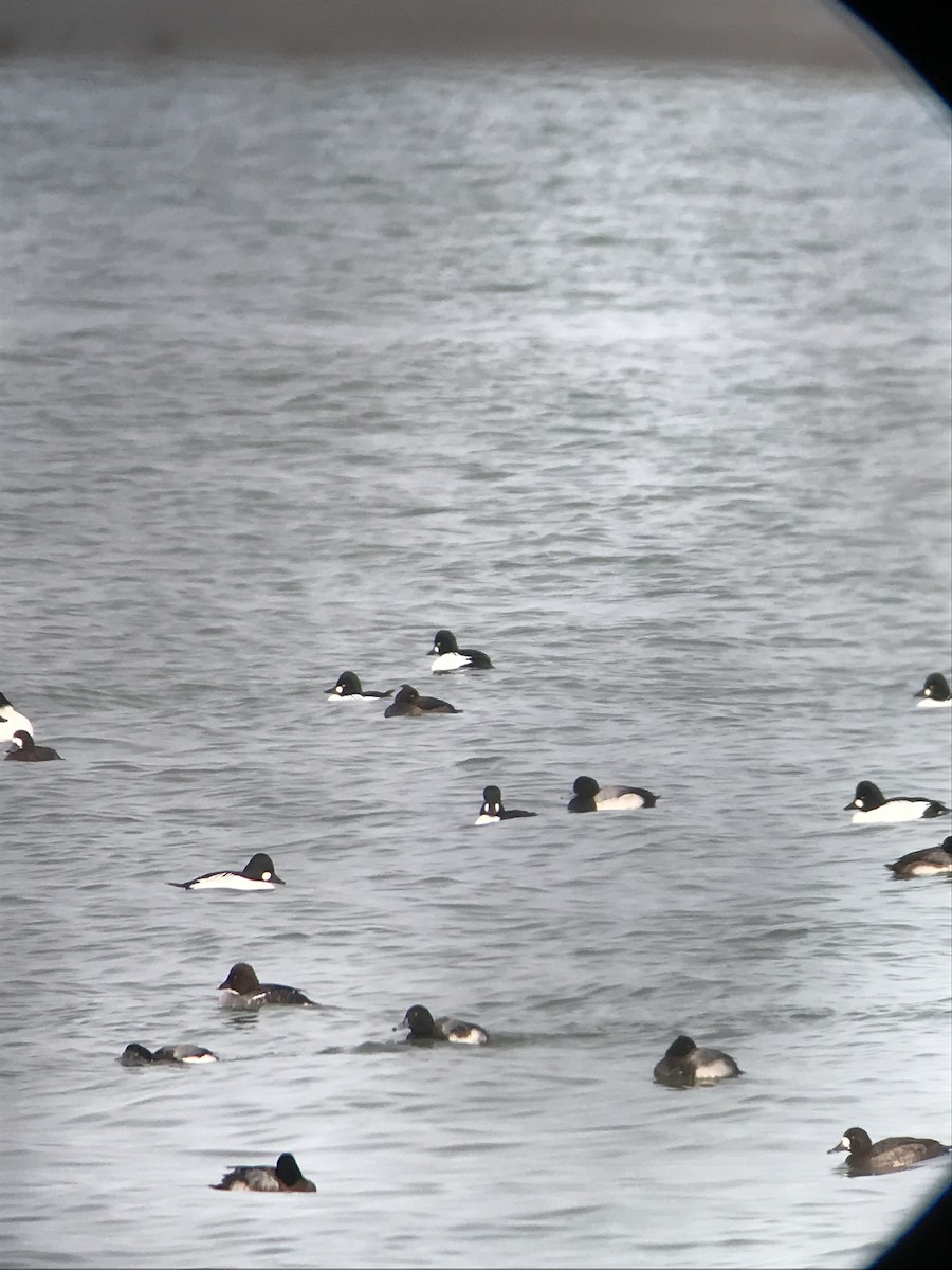 Tufted Duck - Alec Anderson