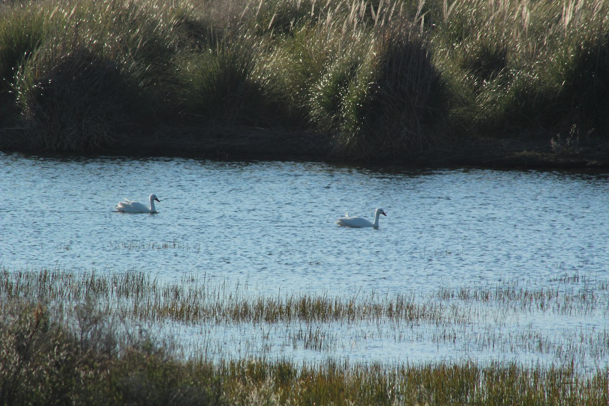 Coscoroba Swan - ML622222569