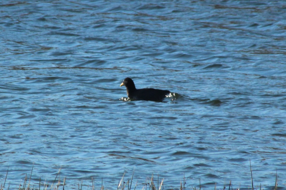 Red-fronted Coot - ML622222578