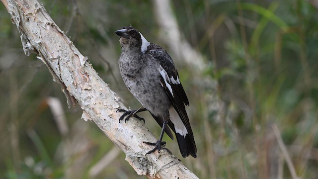 Australian Magpie - ML622222618