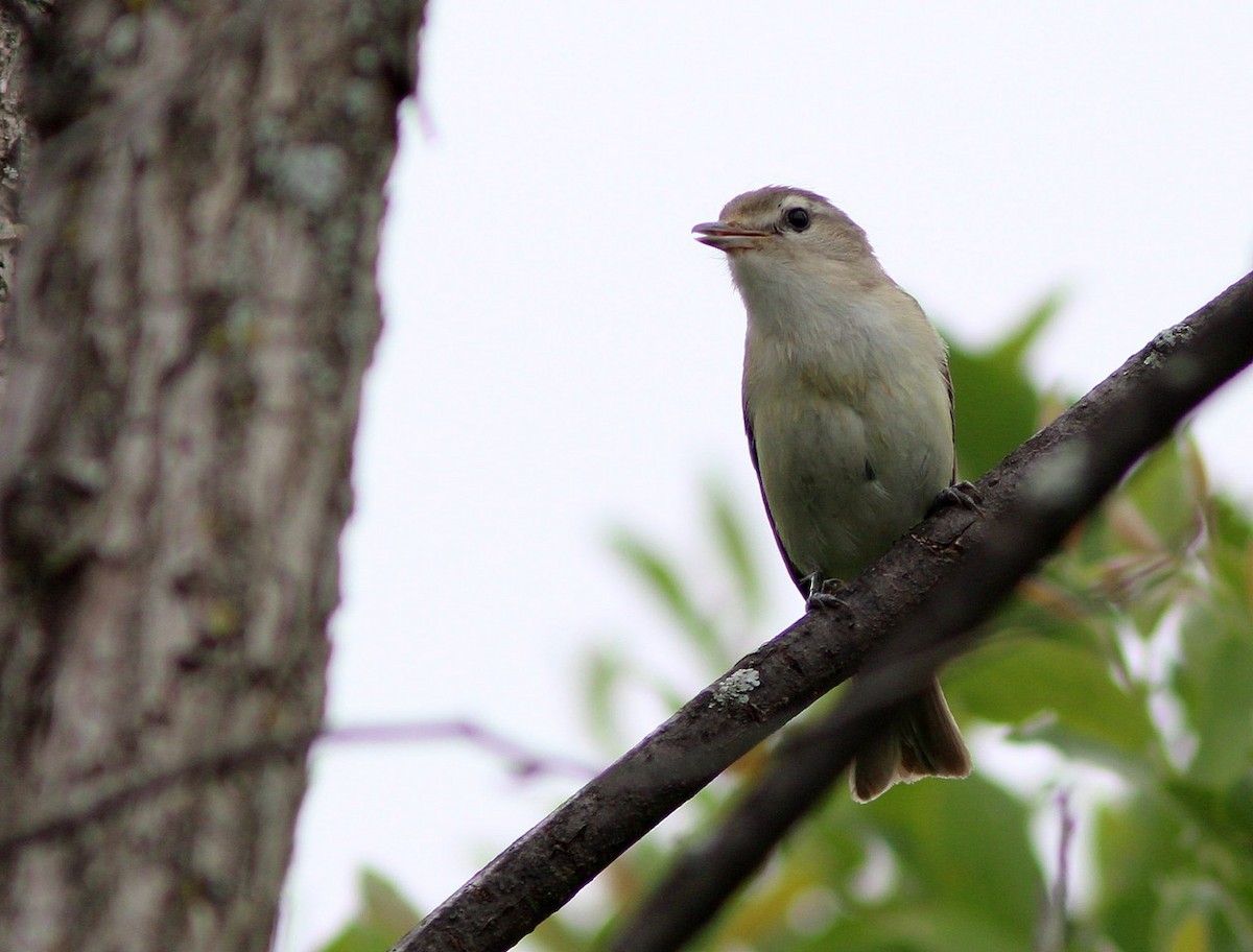 Warbling Vireo - ML62222271