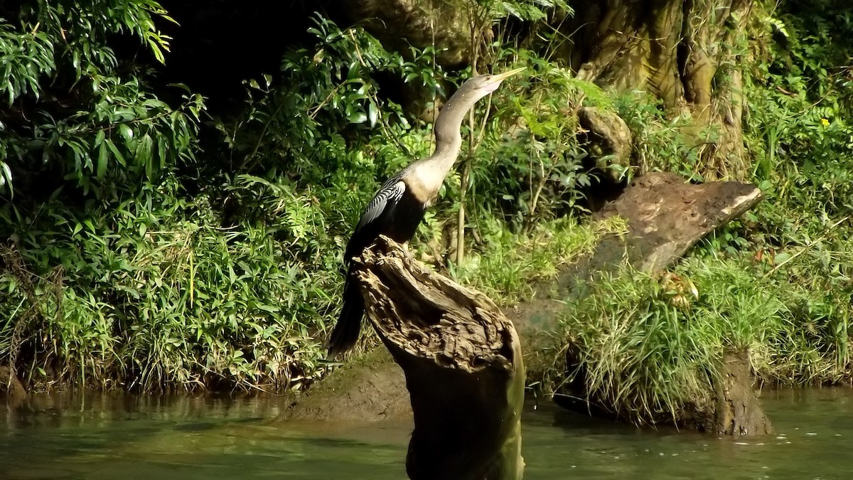 anhinga americká - ML622222741