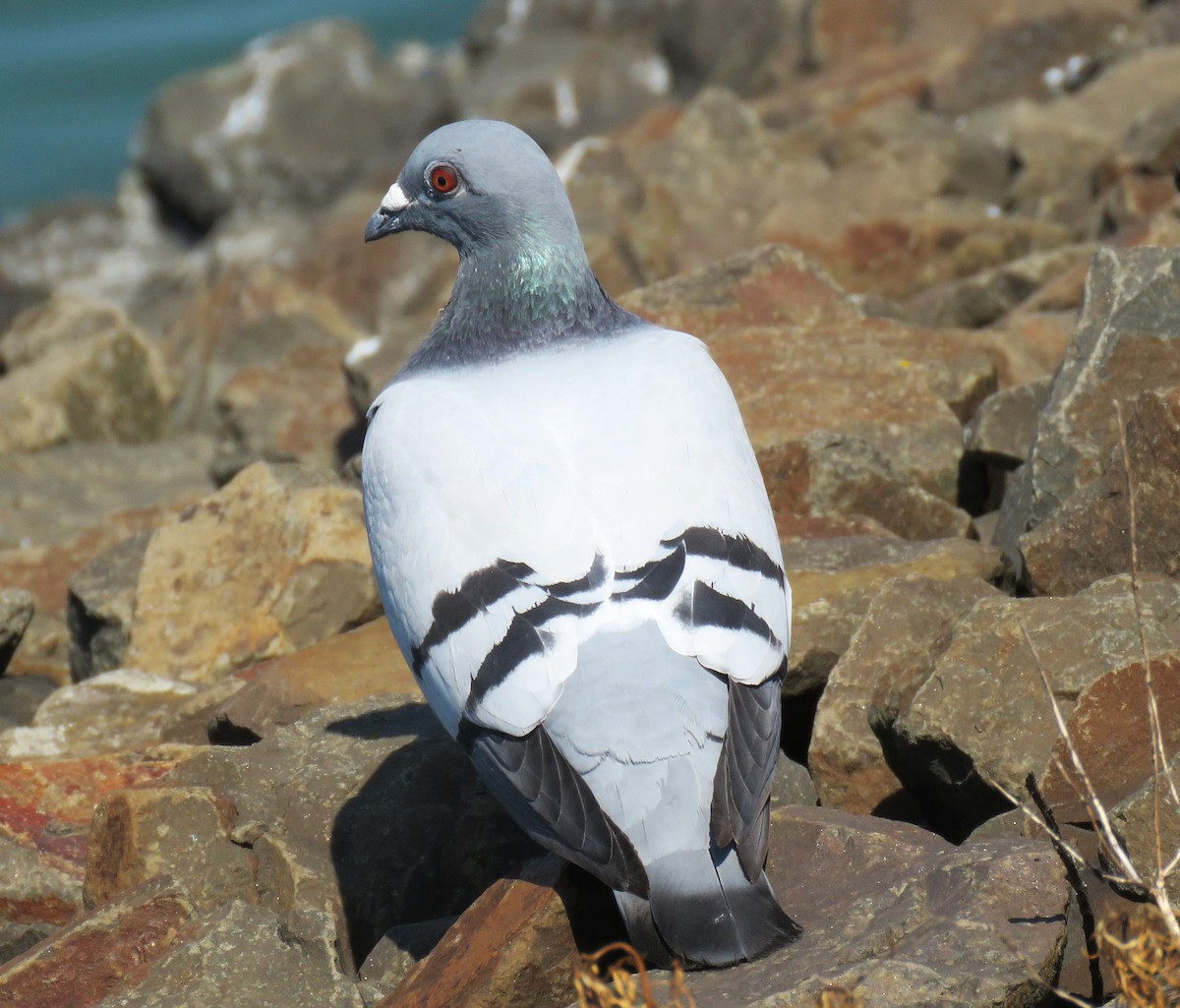 Rock Pigeon (Feral Pigeon) - ML622222791