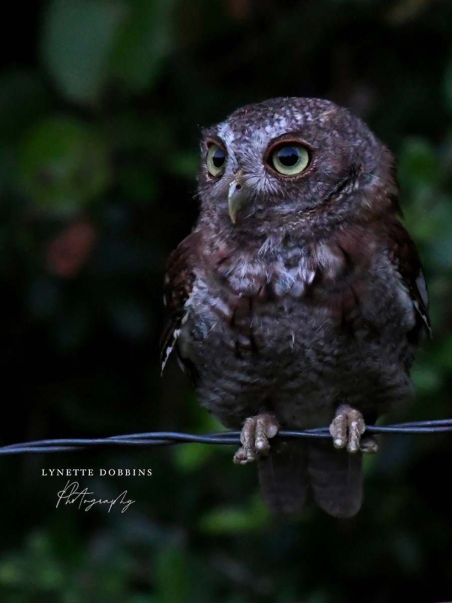 Eastern Screech-Owl - ML622222868