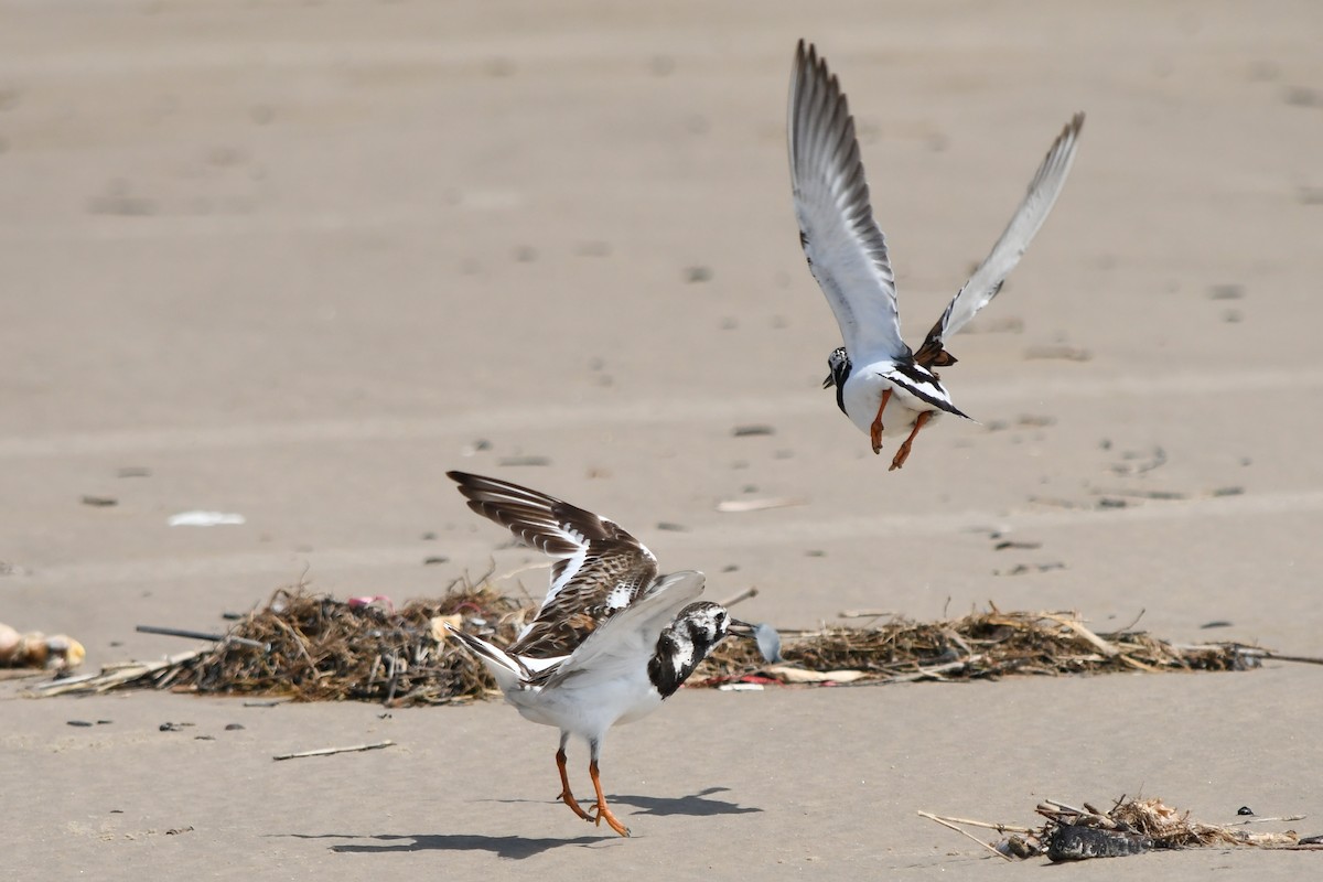 Ruddy Turnstone - ML622222898