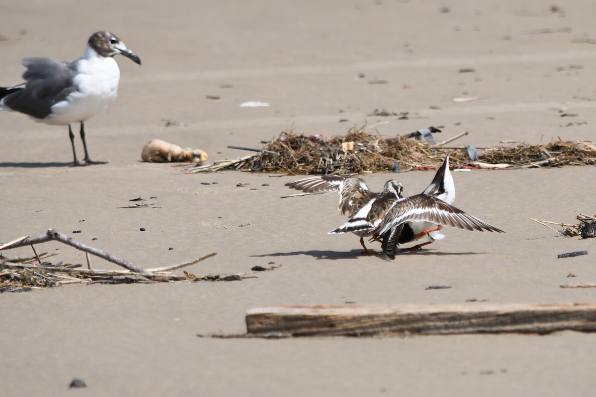 Ruddy Turnstone - ML622222899