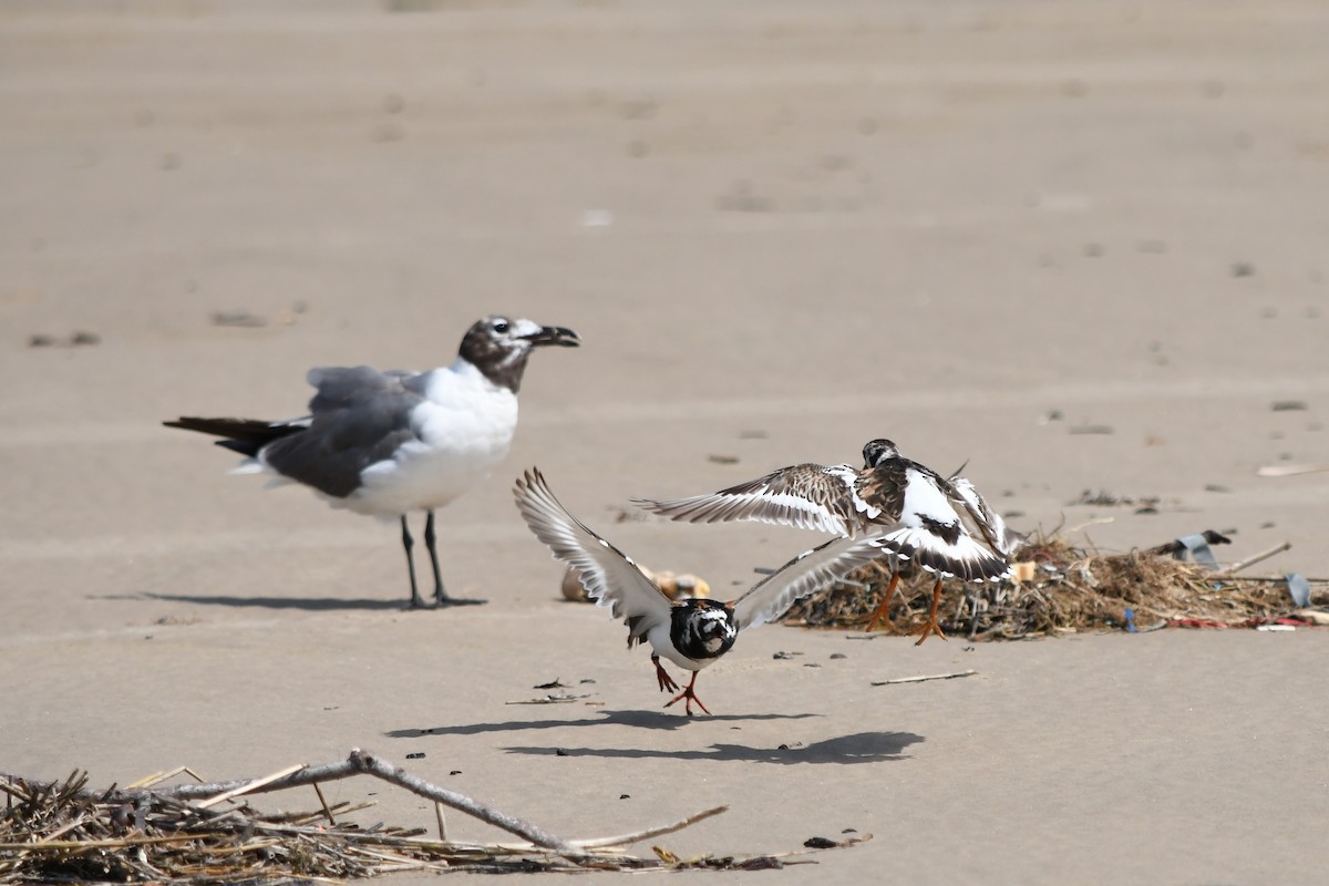 Ruddy Turnstone - ML622222900