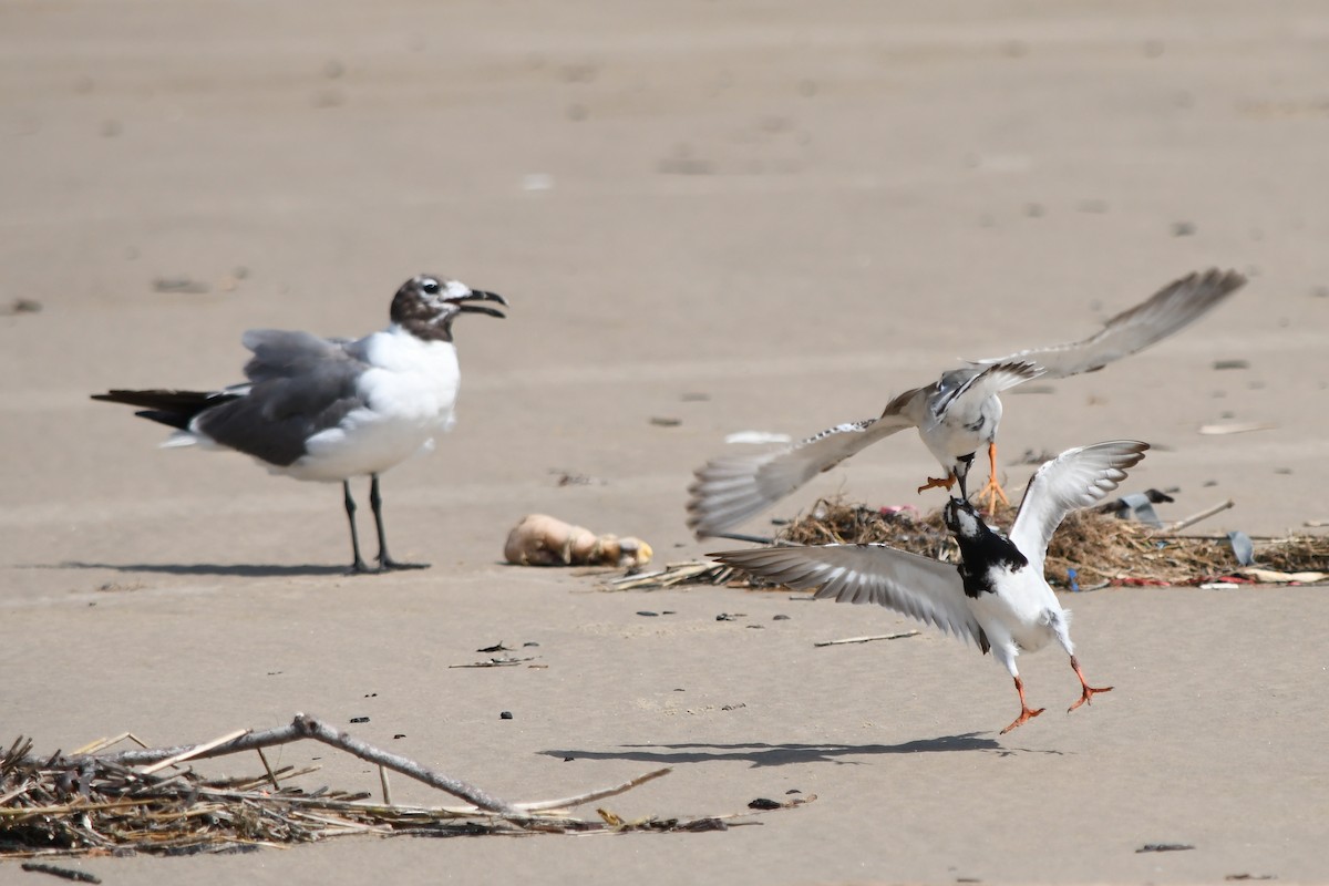 Ruddy Turnstone - ML622222902