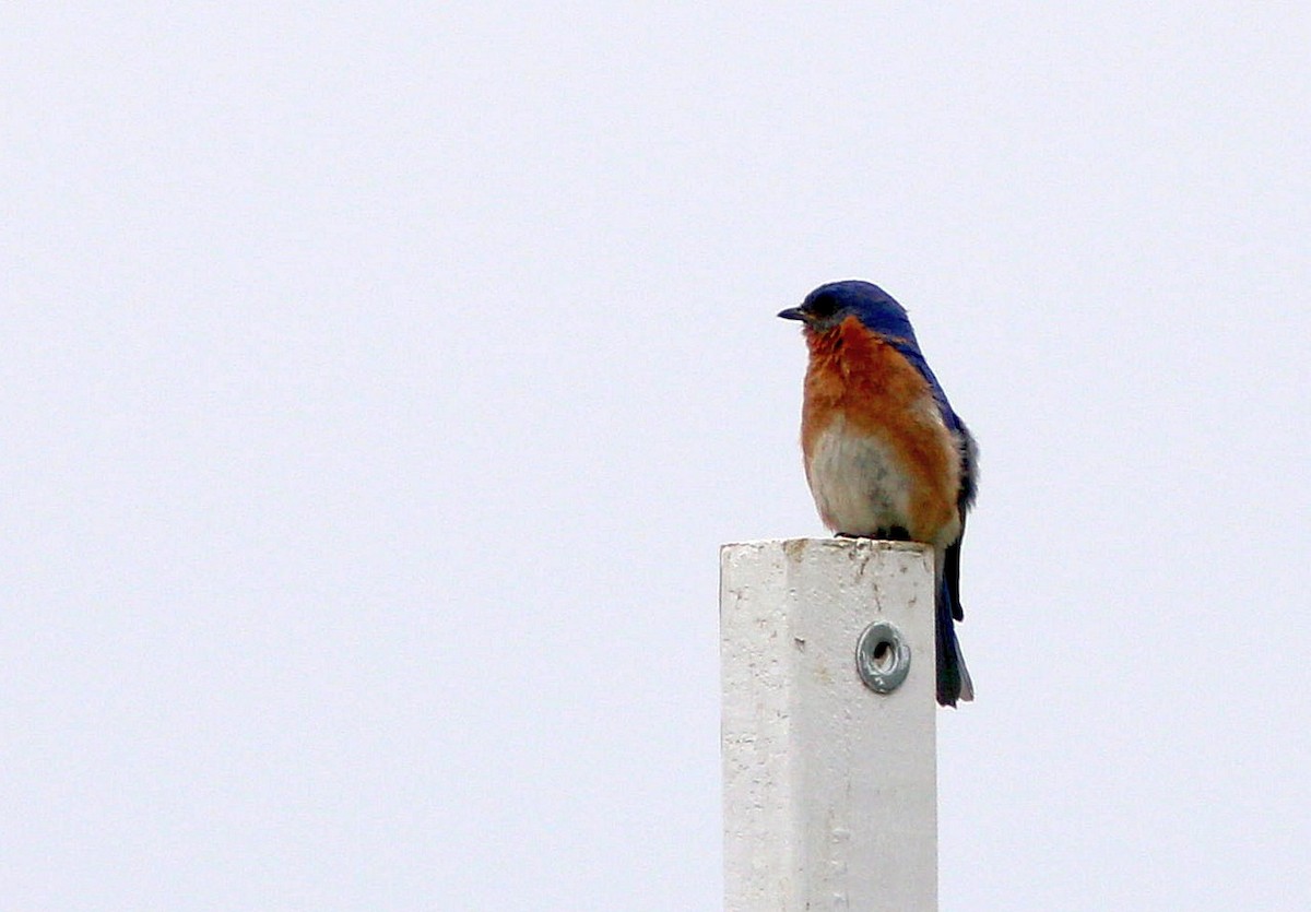 Eastern Bluebird - ML62222291