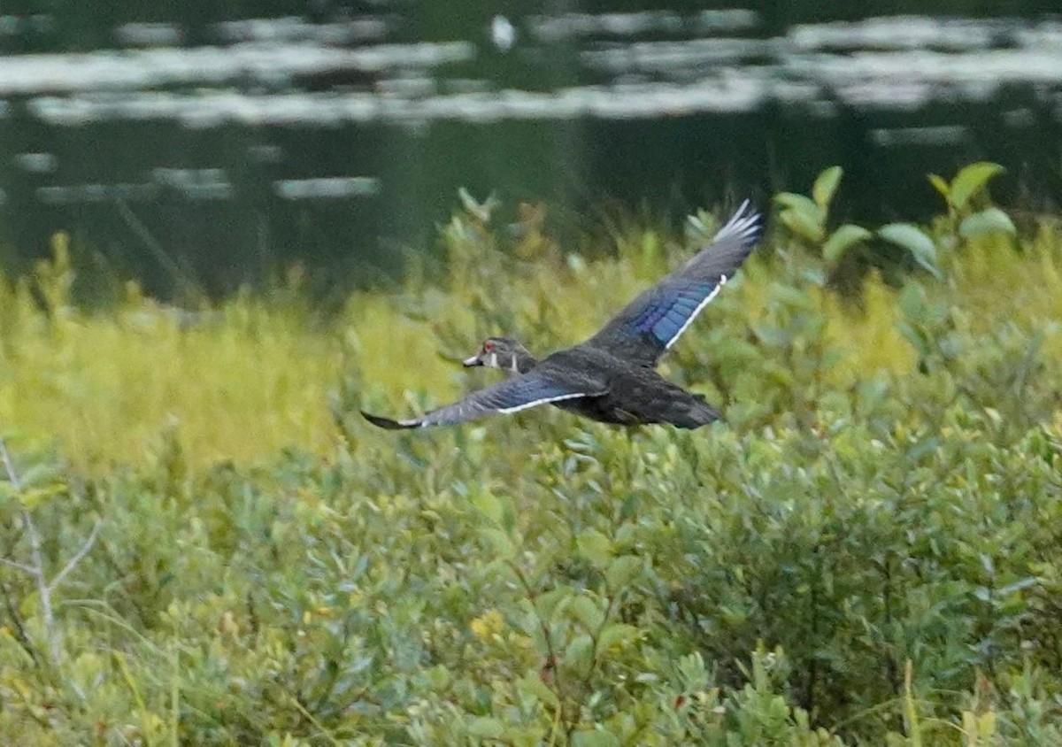 kachnička karolínská - ML622222945