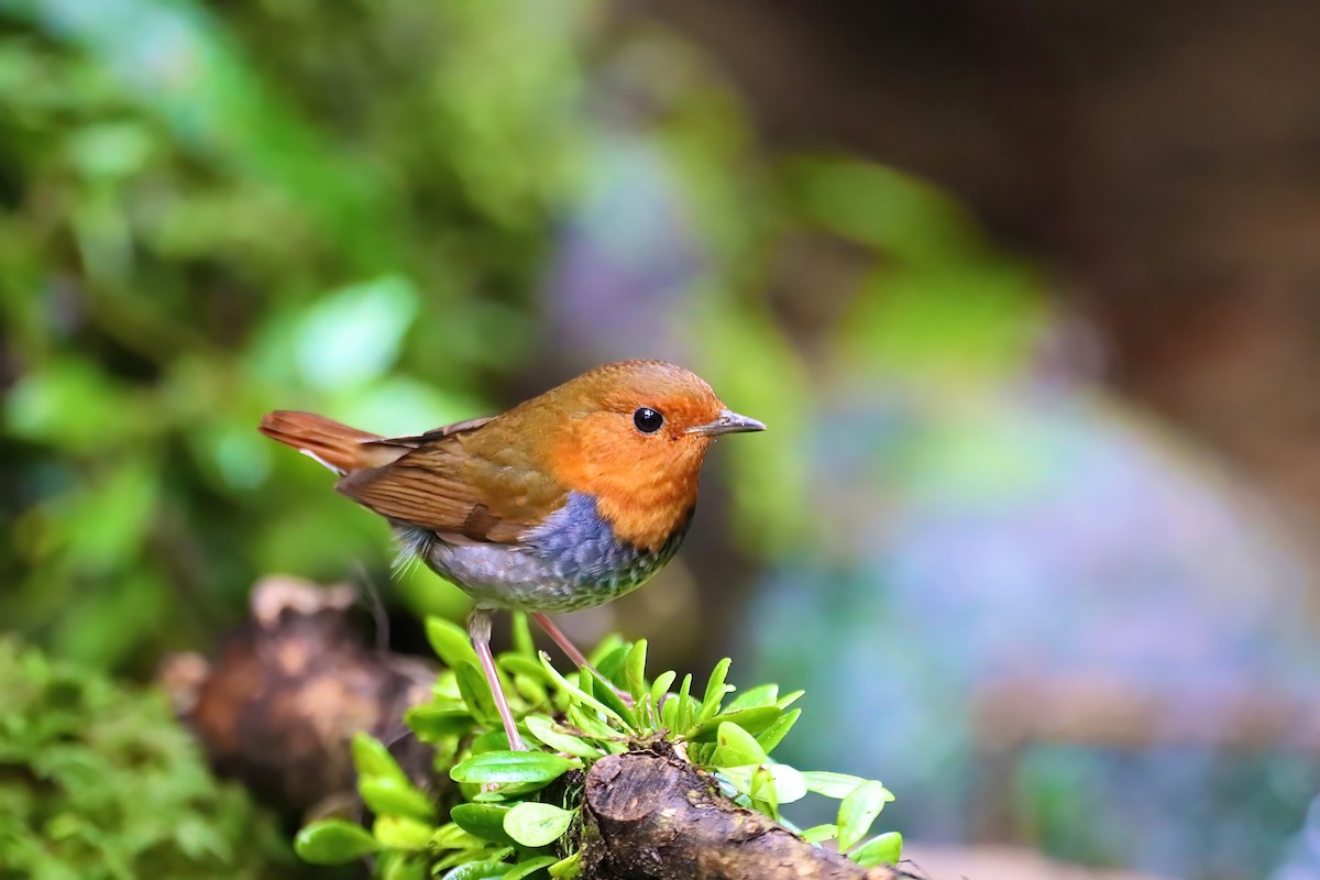 Japanese Robin - ML622222959