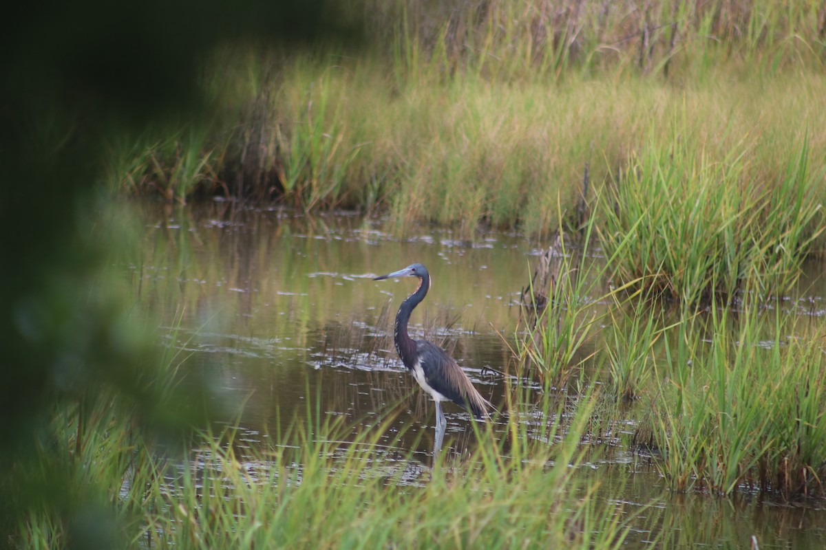 Tricolored Heron - ML622223017