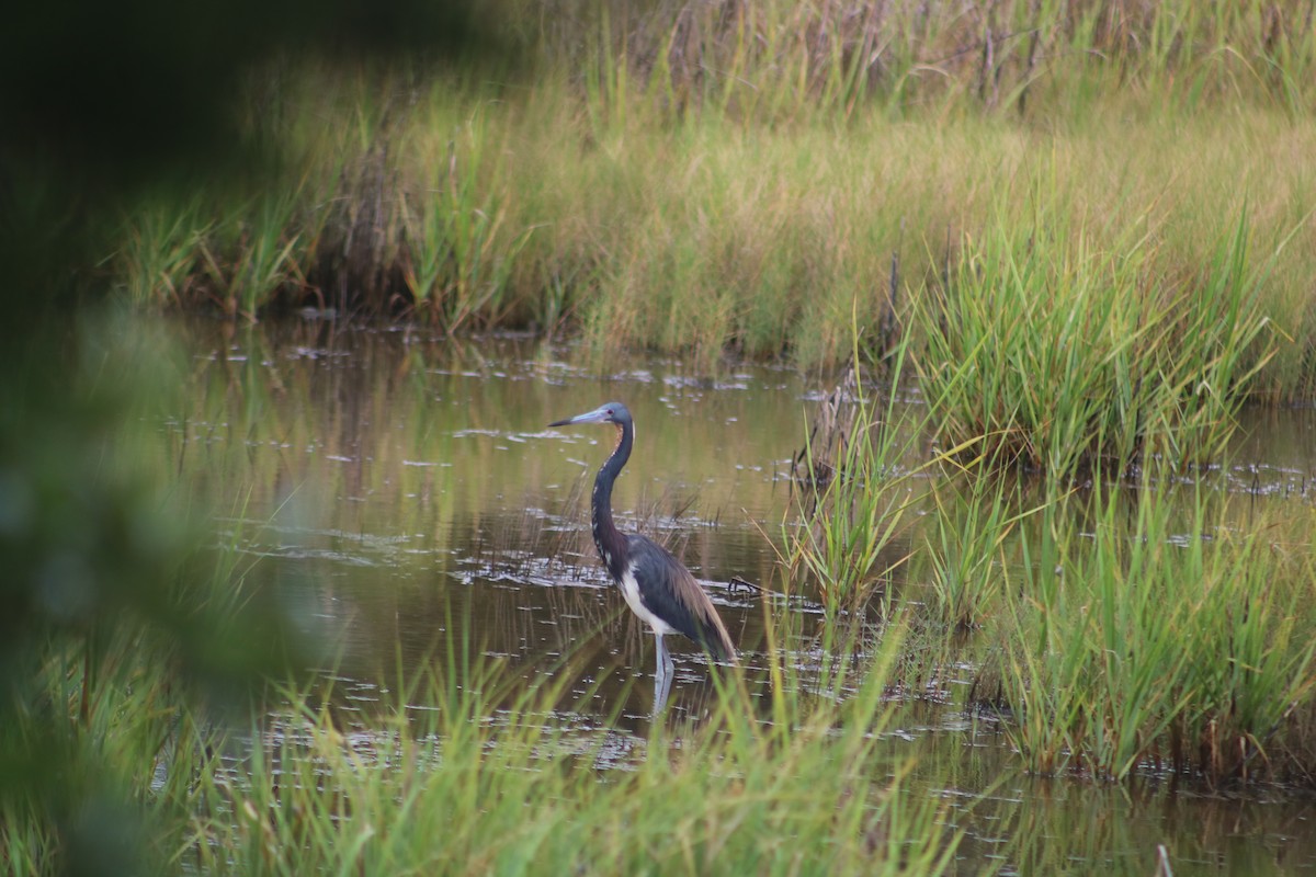 Tricolored Heron - ML622223023