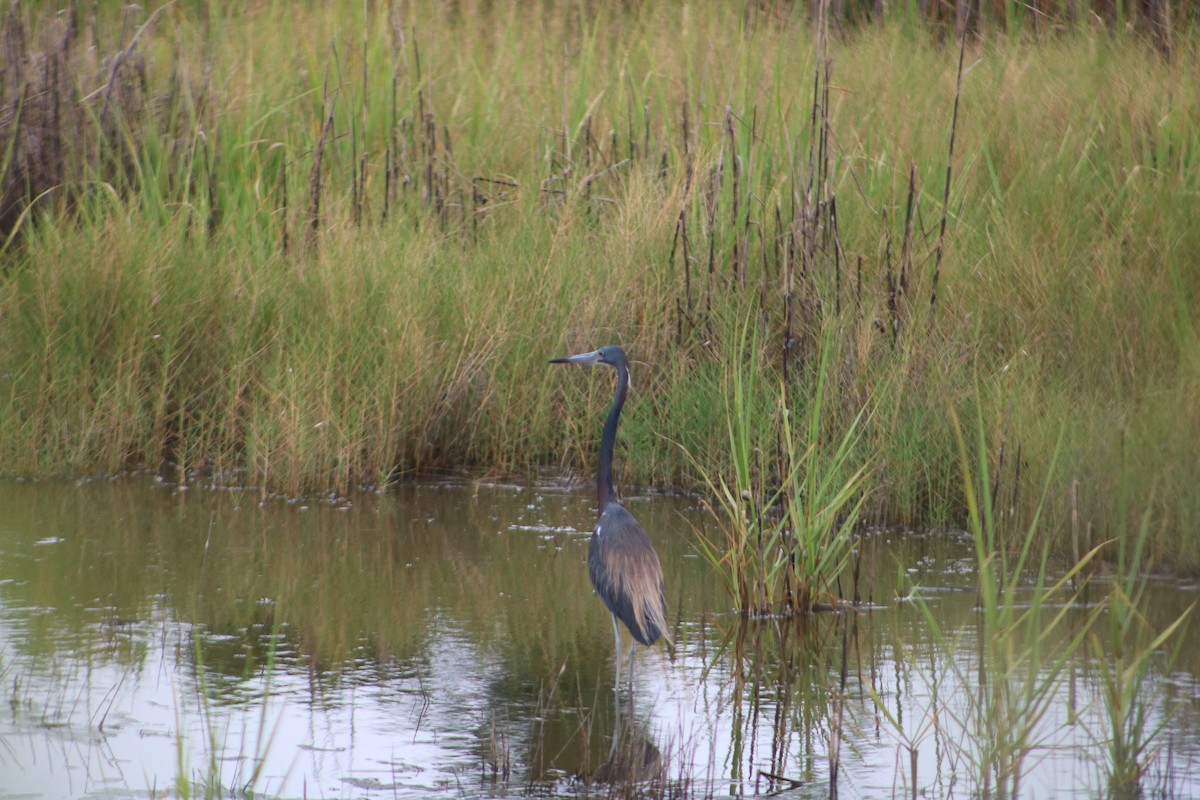 Tricolored Heron - ML622223024